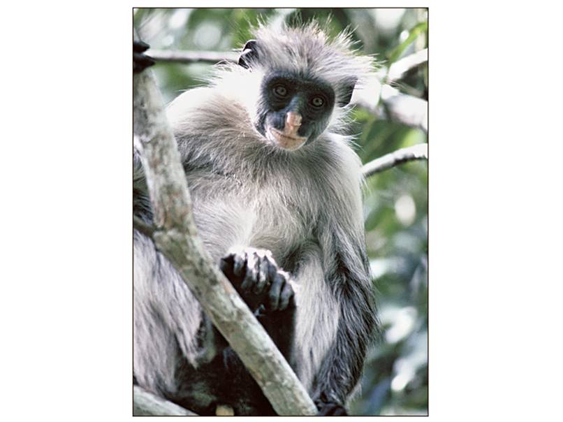 The beautiful Zanzibar red colobus.