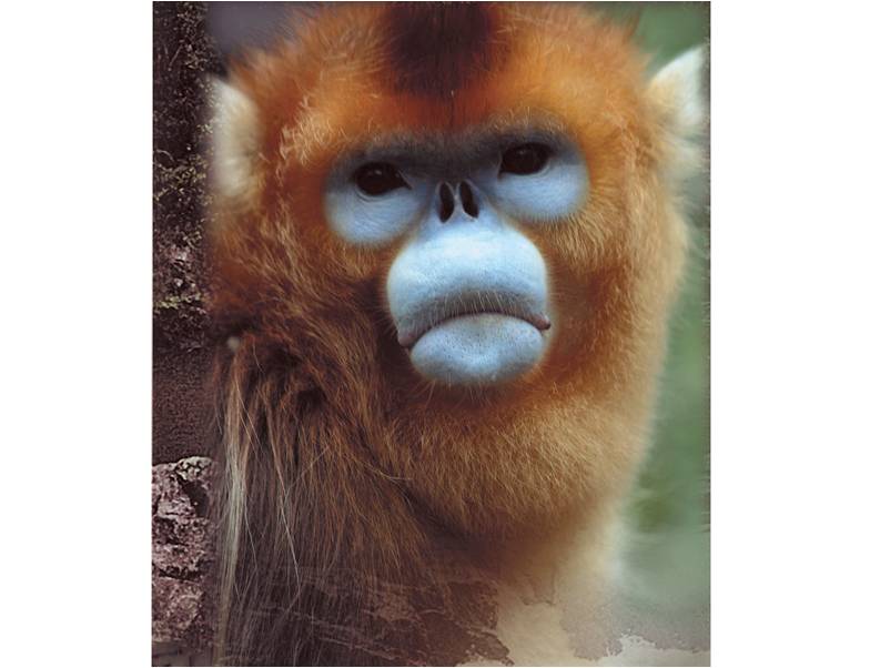 The golden snub-nosed monkey. 