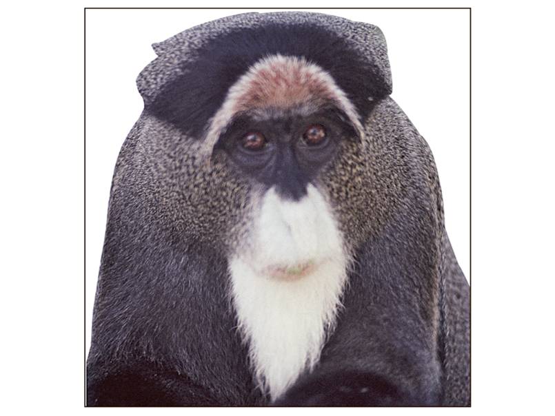 De Brazza’s monkey and its fellow guenons are in the subfamily Cercopithecinae.