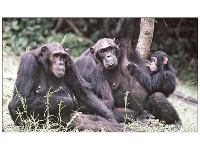 Chimpanzees live in complex kin groups in which lifelong bonds and individual personalities play key