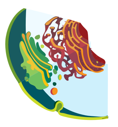 Diagram of an endomembrane system