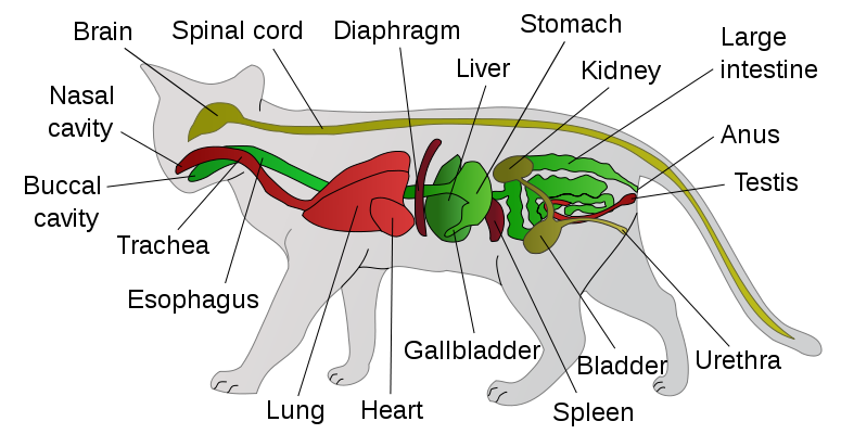 Diagram of the general anatomy of a male cat