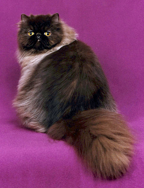 A purebred chocolate Persian