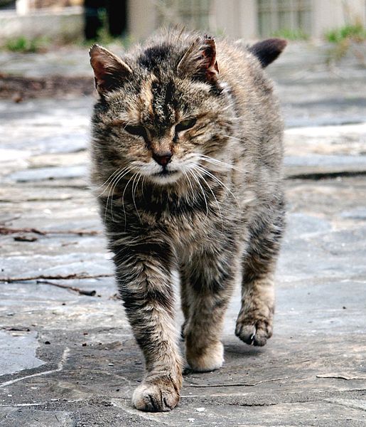 American feral farm cat