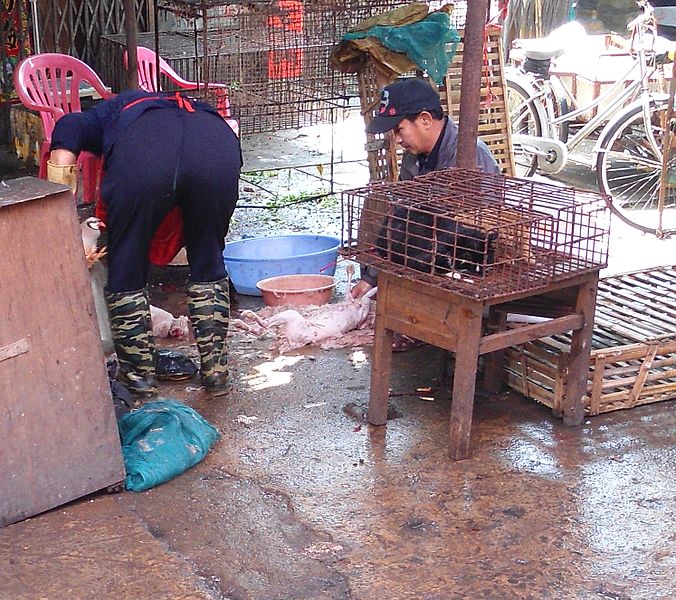 Fur being removed from cats after slaughter.