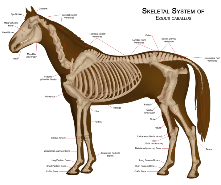 The skeletal system of a modern horse