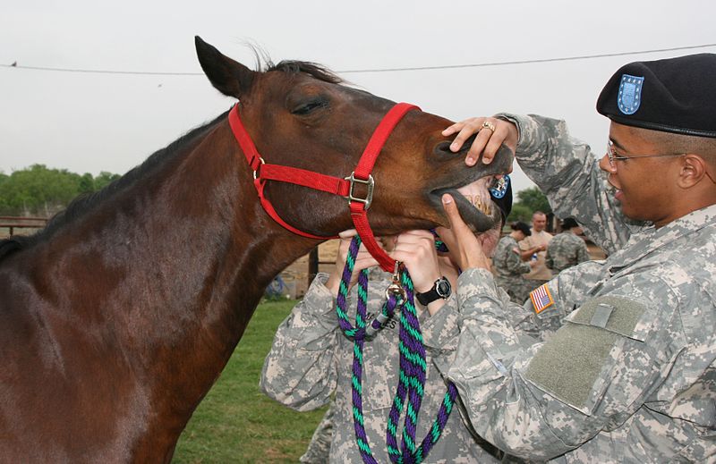 Checking teeth and other physical examinations are an important part of horse care.