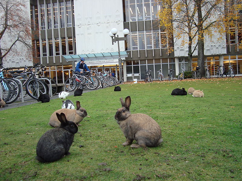 When introduced into a new area, rabbits can overpopulate rapidly, becoming a nuisance, as on this u