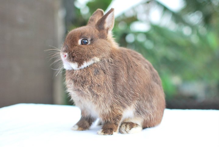 Adult Dwarf Rabbit