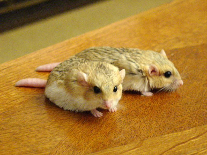 A male and female fat-tailed gerbil (Pachyuromys duprasi)