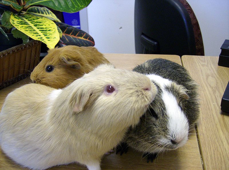 Guinea pigs "social groom"