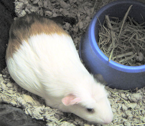 Pregnant sow one week before delivering three pups