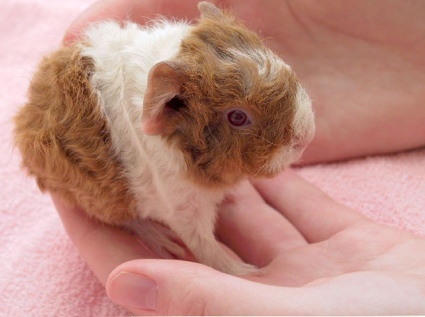 Guinea pig pup at eight hours old