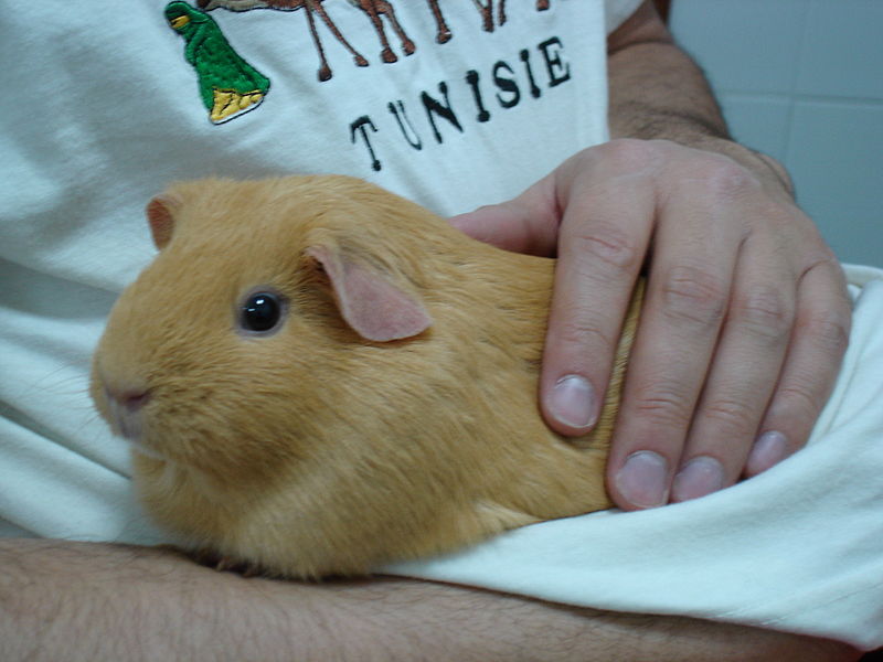 A guinea pig being held