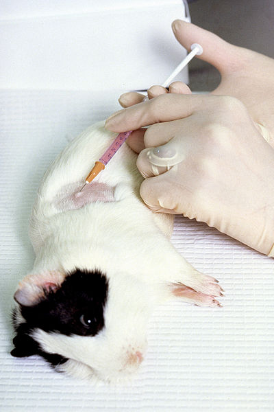 Guinea pig being injected to test a chemical for its carcinogenic properties