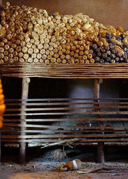 Cuy being raised at home in the traditional Andean fashion