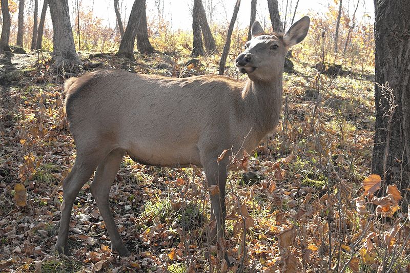 Manchurian Wapiti (C. c. xanthopygus)