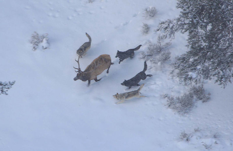 Single bull elk are vulnerable to predation by wolves.