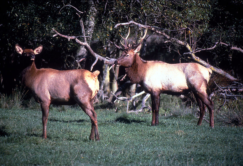 Roosevelt elk in Oregon, USA