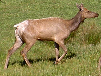 Female tule elk