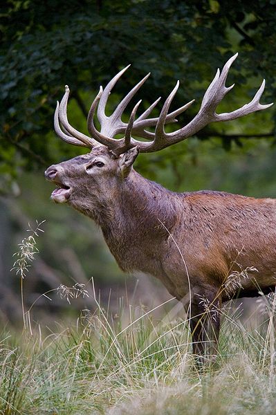 Red deer