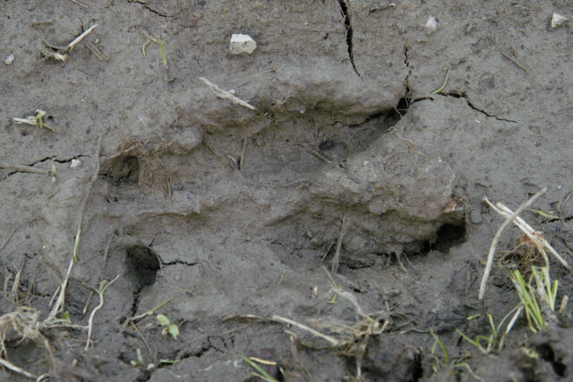 Red deer tracks.