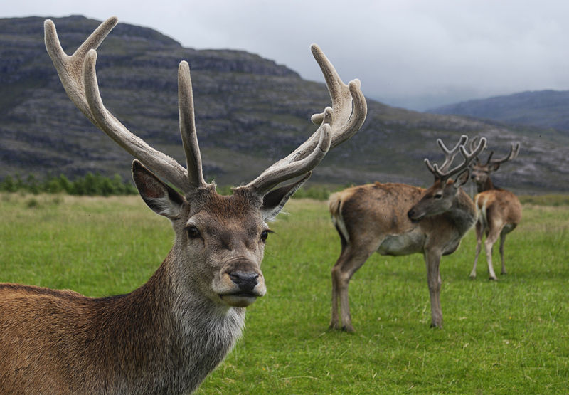 Red deer stag