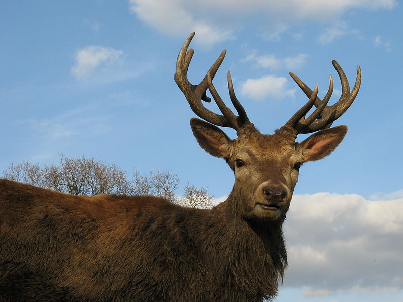 Stag with antlers