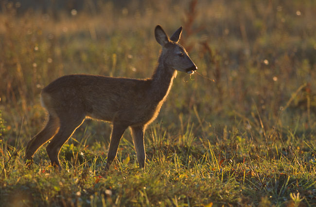 Roe deer in a grassland area.