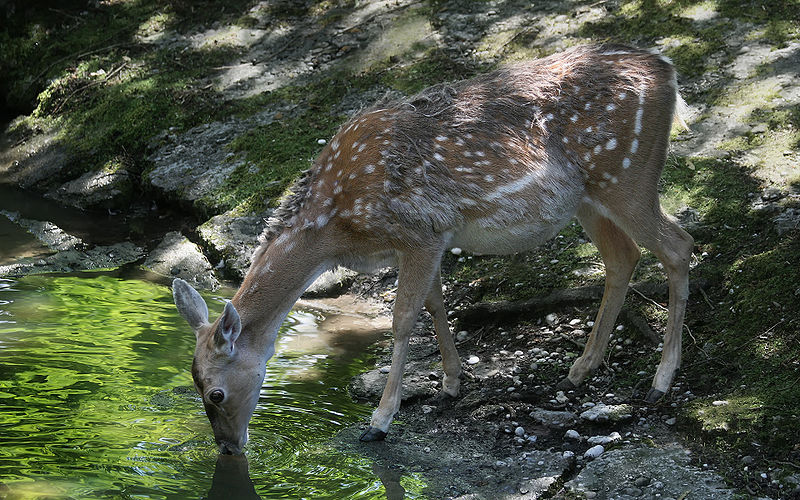 Female (doe)