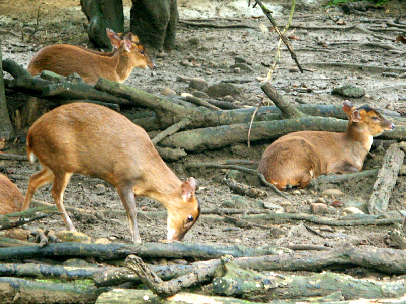 Reeves' Muntjac