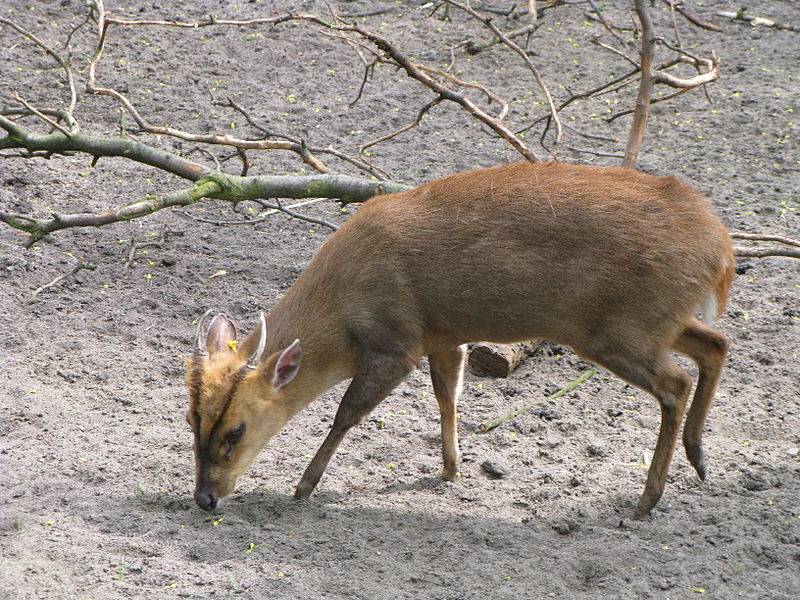 Muntiacus reevesi in the Zoo-Botanical Garden in Toru? (Poland)