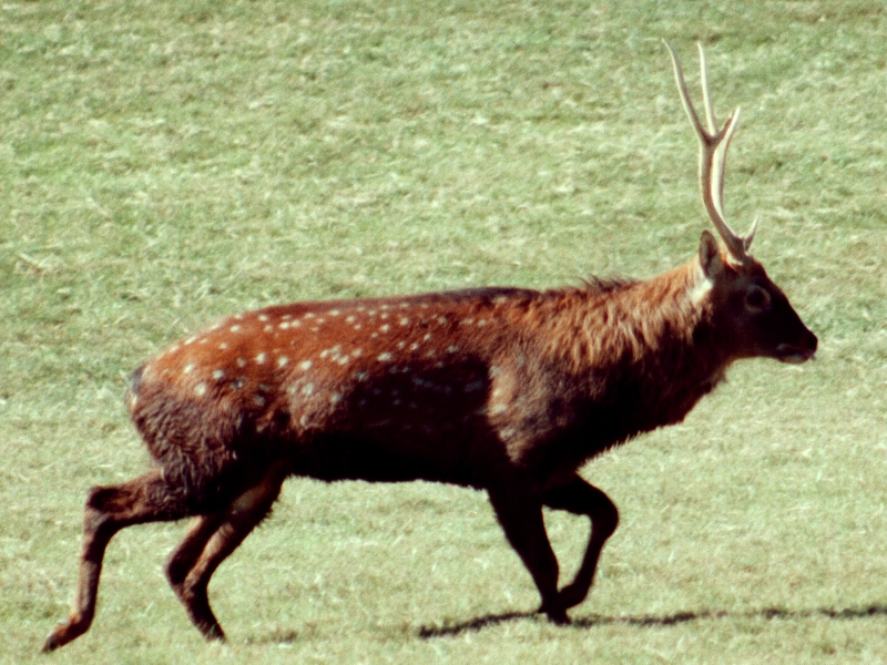 Sika Deer Male