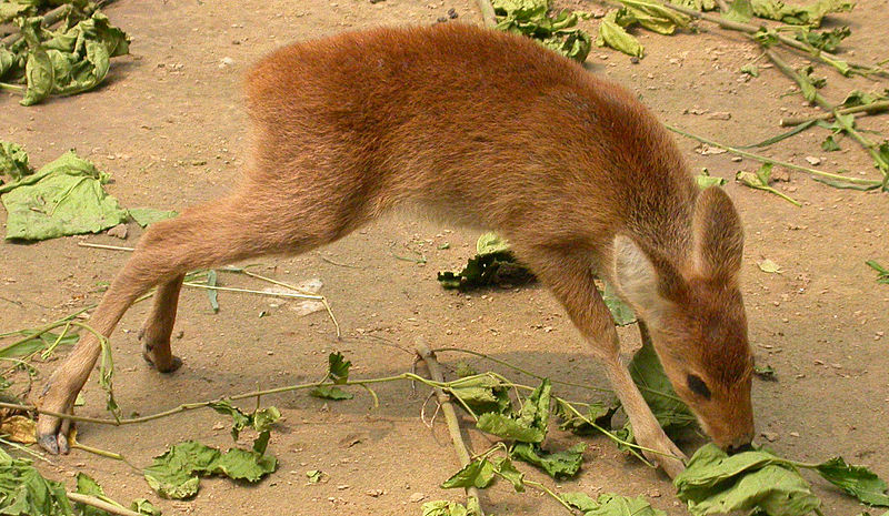 Water Deer