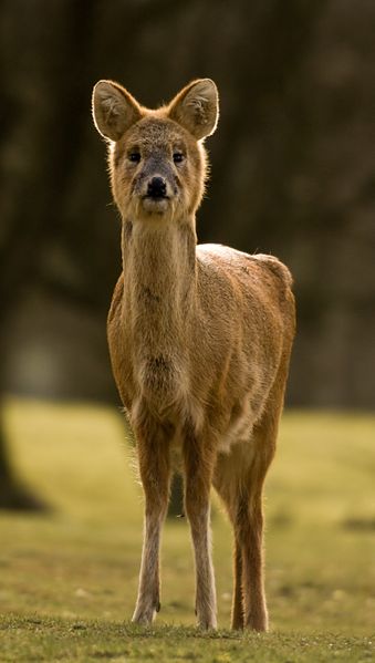 Chinese Water Deer (Hydropotes inermis inermis) at the Whipsnade Zoo.