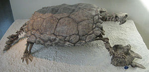 Fossil of Proganochelys quenstedti