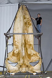 A 19-foot-long blue whale skull in the collections of the Smithsonian Museum of Natural History