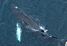 Young whale with blowholes clearly visible