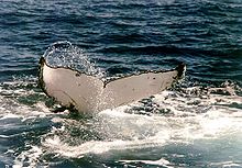 A humpback whale tail displaying wavy rear edges