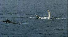 Humpback swimming on its back in Antarctica