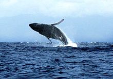 Humpback near Maui, Hawaii