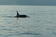 The last known AT1 pod offspring, AT3, swimming in Resurrection Bay