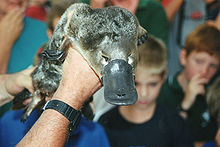 Platypus (Ornithorhynchus anatinus)