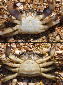 The underside of a male (top) and a female (bottom) individual of Pachygrapsus marmoratus, showing t