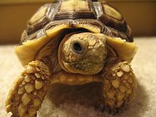 Young African Sulcata tortoise