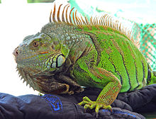 Green iguanas (Iguana iguana), are popular exotic pets