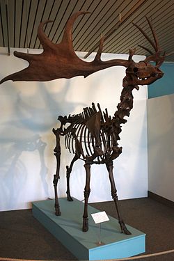 Irish Elk Mounted skeleton in Bremen