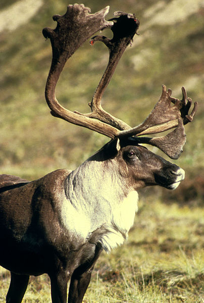 Large male reindeer