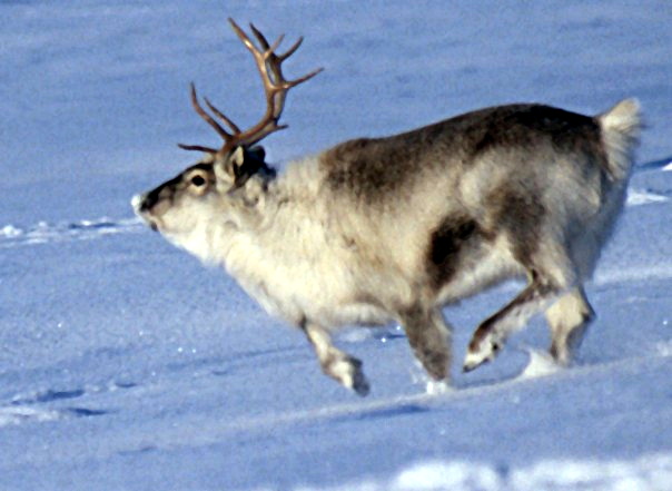 The characteristically small and relatively short-legged reindeer from Svalbard