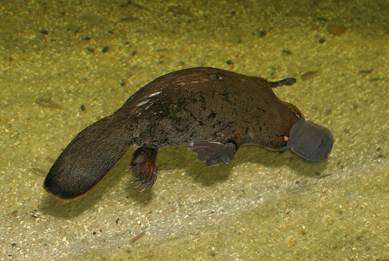 Platypus swimming